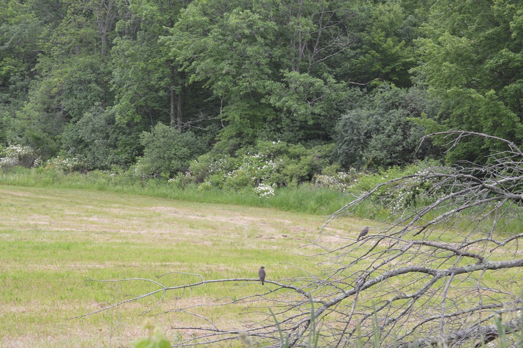 Lot 1 Hastings Road Spencer, MA 01562 - Photo 2 of 5 Gallery Image 2
