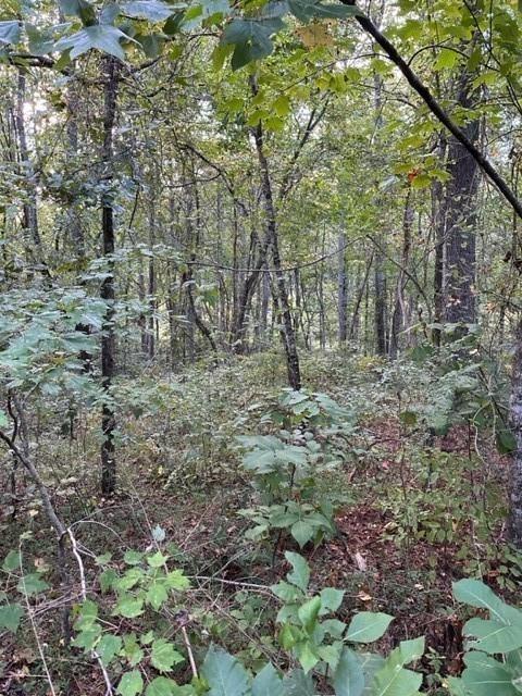 1089 Damascus Road Ball Ground, GA 30107 - Photo 22 of 27 a view of a forest with trees