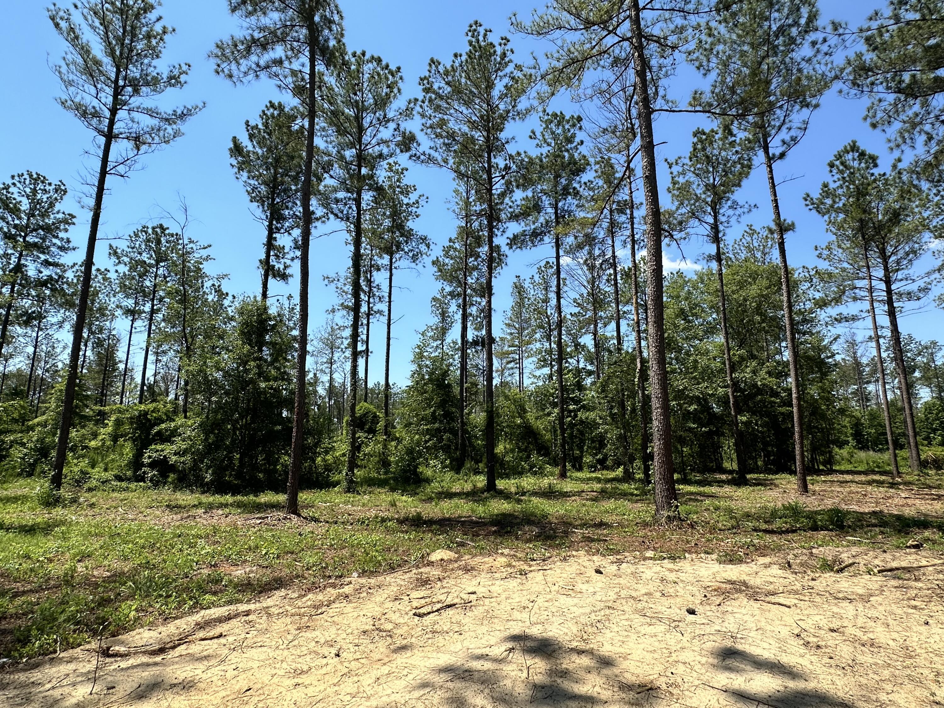 4 Edwards Road Hephzibah, GA 30815 - Photo 3 of 4 Burke Lots 11