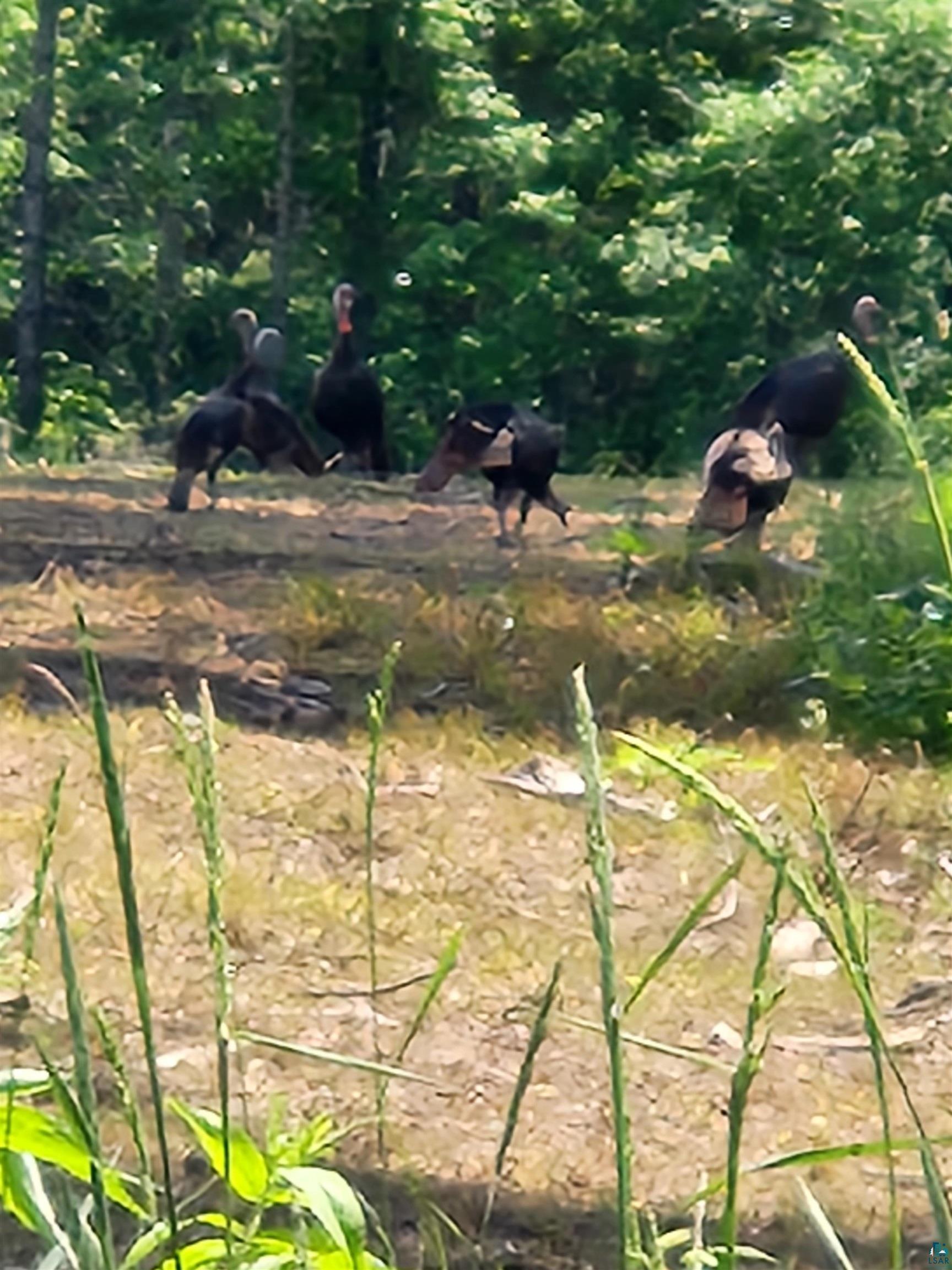 0 North Olson Road Hayward, WI 54843 - Photo 11 of 45