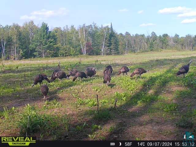 0 North Olson Road Hayward, WI 54843 - Photo 12 of 45