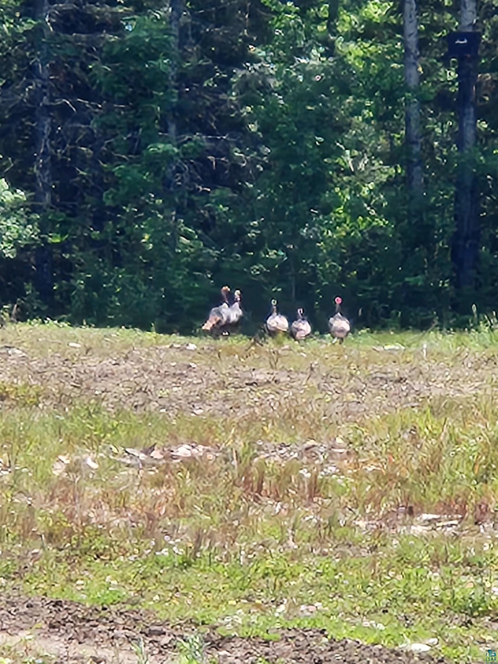 0 North Olson Road Hayward, WI 54843 - Photo 13 of 45