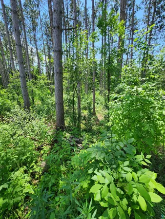 $162,500 | 0 North Olson Road, Hayward, WI 54843