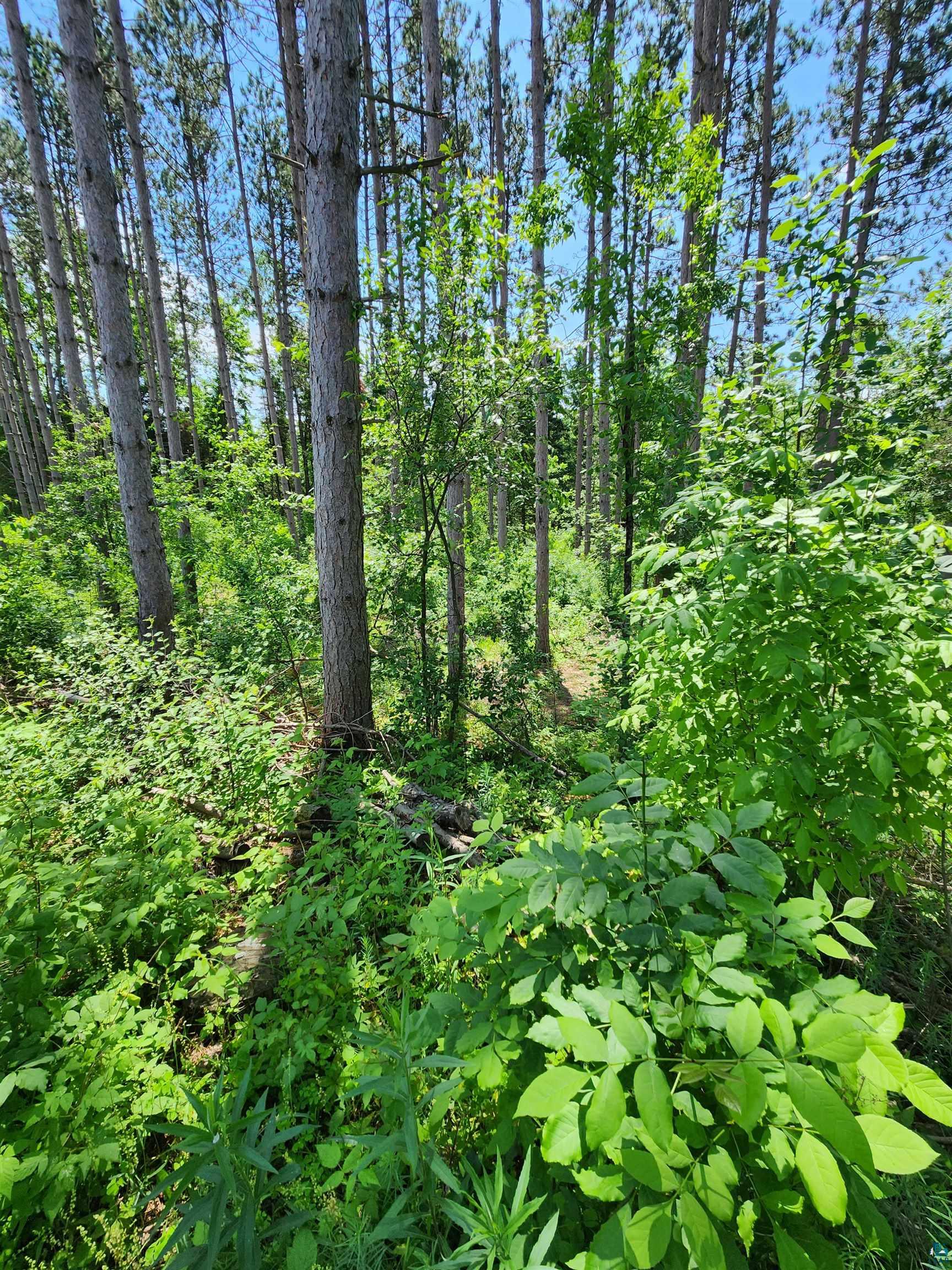 0 North Olson Road Hayward, WI 54843 - Photo 21 of 45