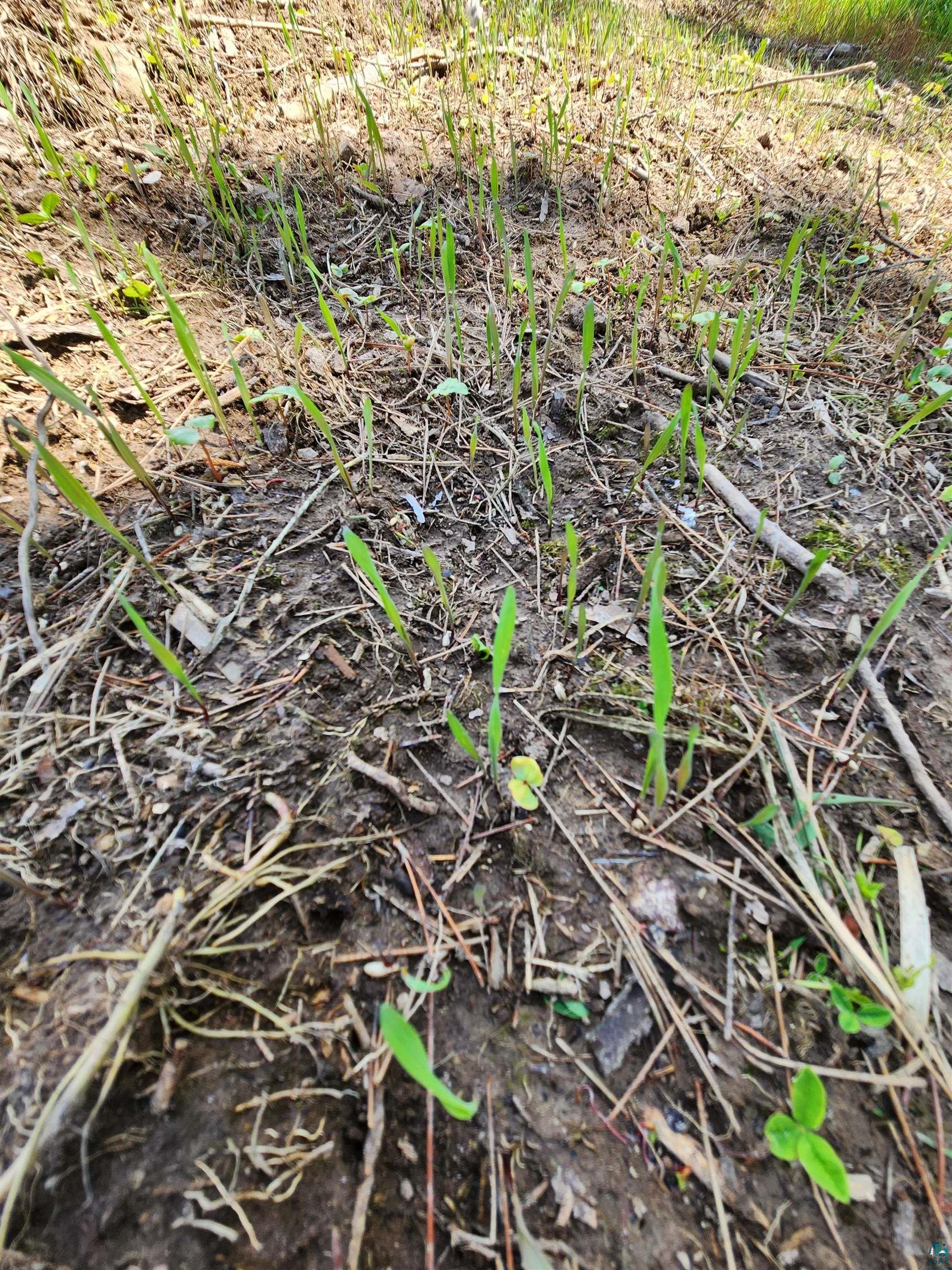 0 North Olson Road Hayward, WI 54843 - Photo 22 of 45