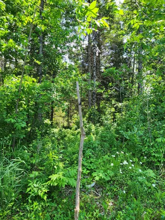 $162,500 | 0 North Olson Road, Hayward, WI 54843