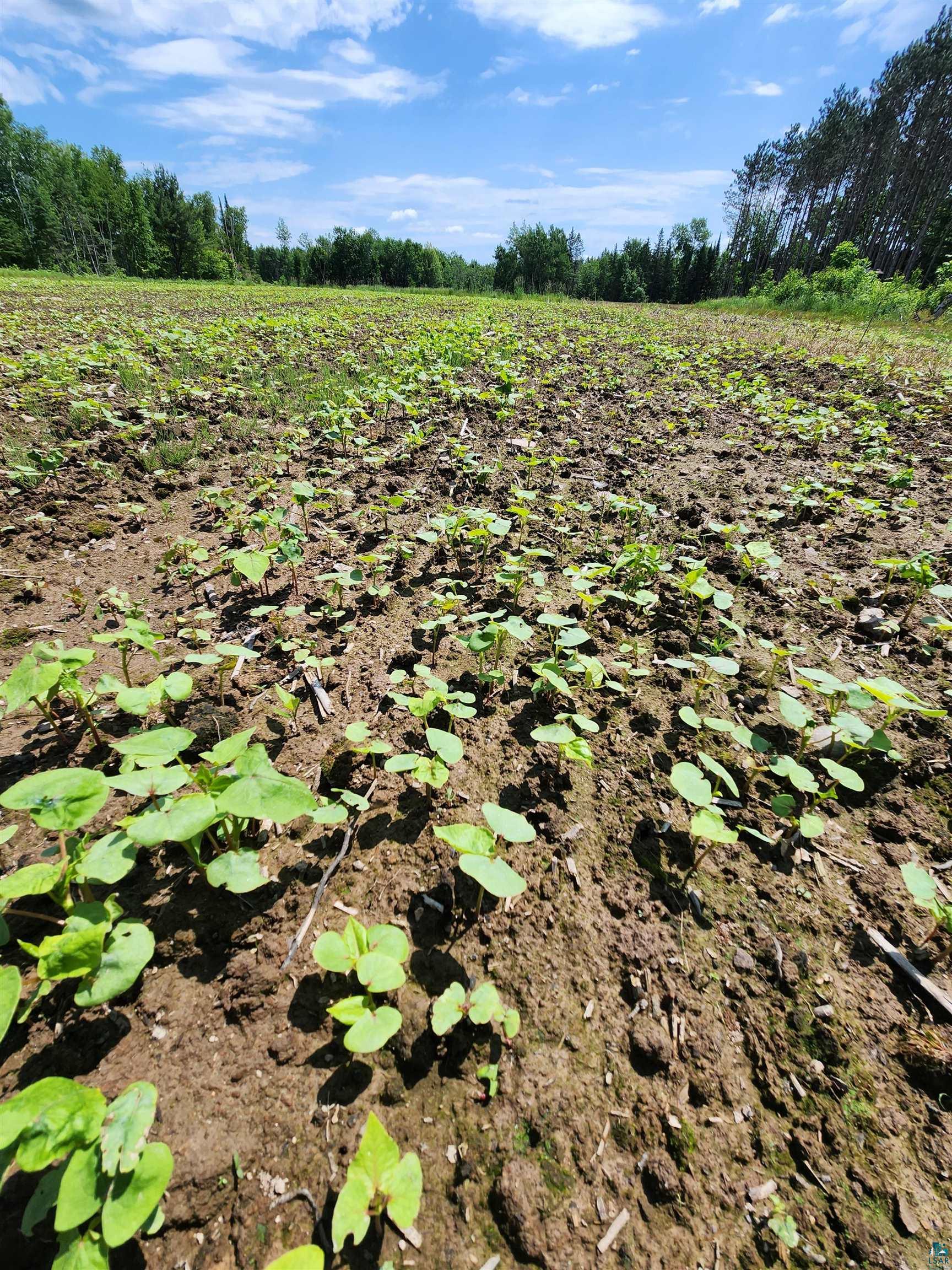 0 North Olson Road Hayward, WI 54843 - Photo 3 of 45