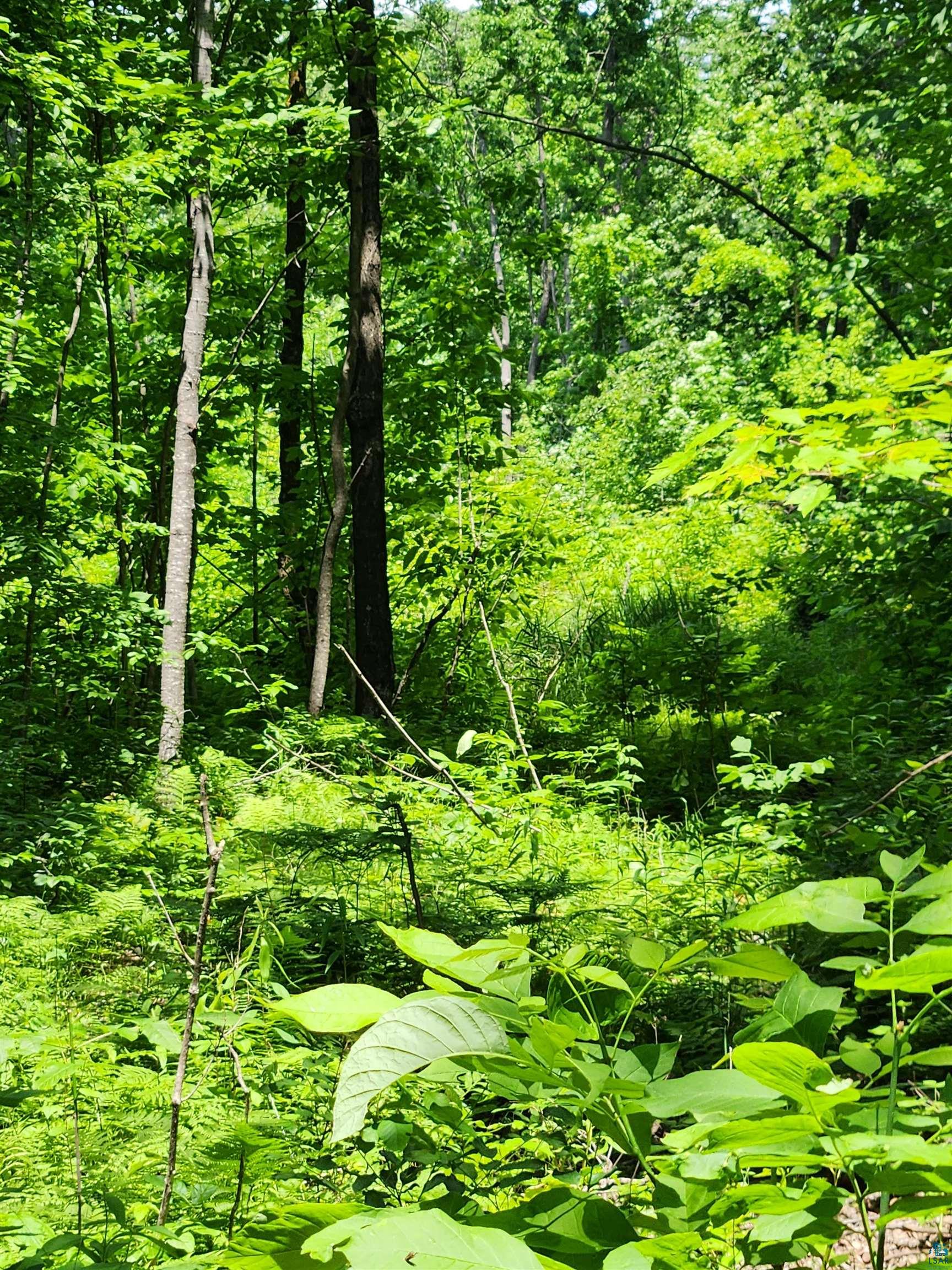 0 North Olson Road Hayward, WI 54843 - Photo 37 of 45