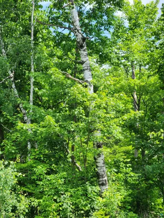 $162,500 | 0 North Olson Road, Hayward, WI 54843