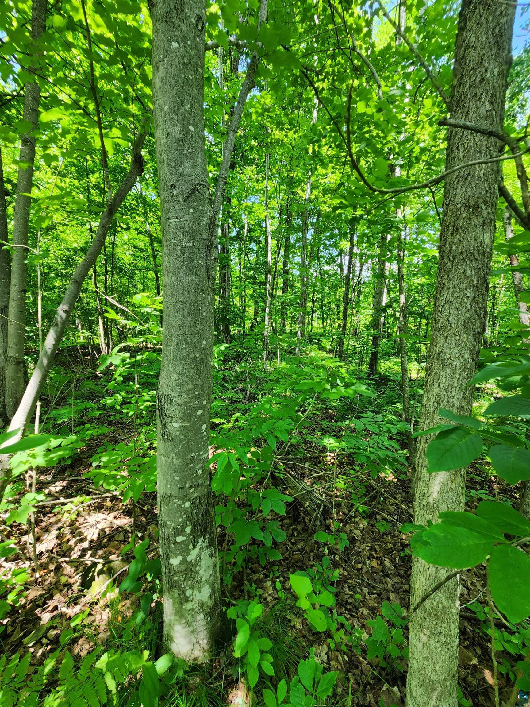 0 North Olson Road Hayward, WI 54843 - Photo 45 of 45