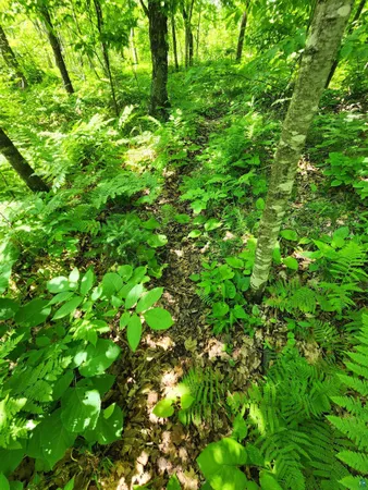 $162,500 | 0 North Olson Road, Hayward, WI 54843