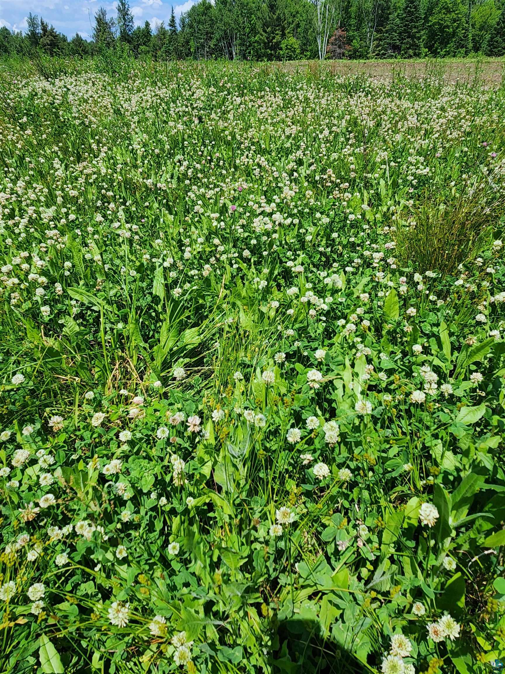 0 North Olson Road Hayward, WI 54843 - Photo 7 of 45