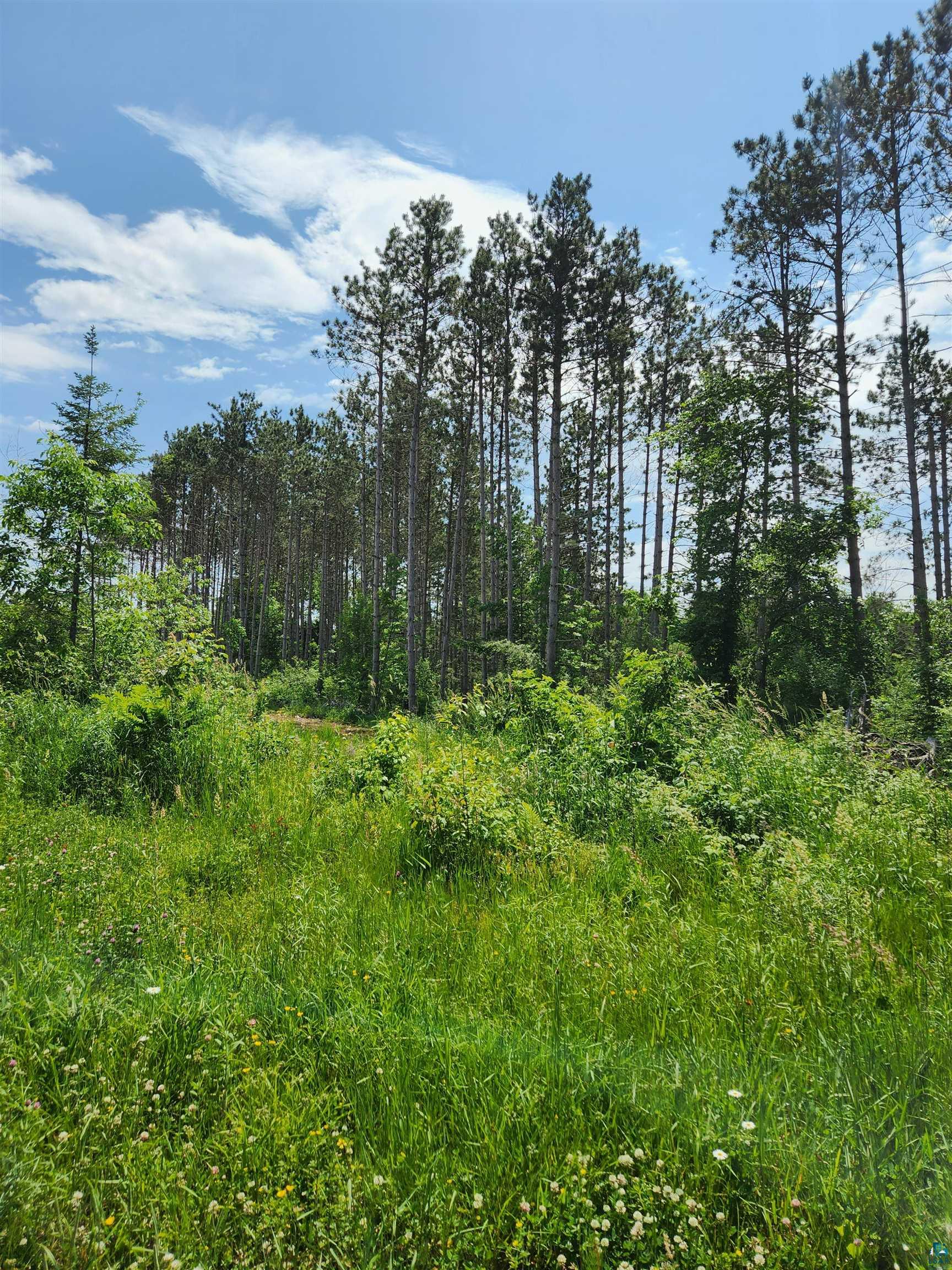 0 North Olson Road Hayward, WI 54843 - Photo 9 of 45