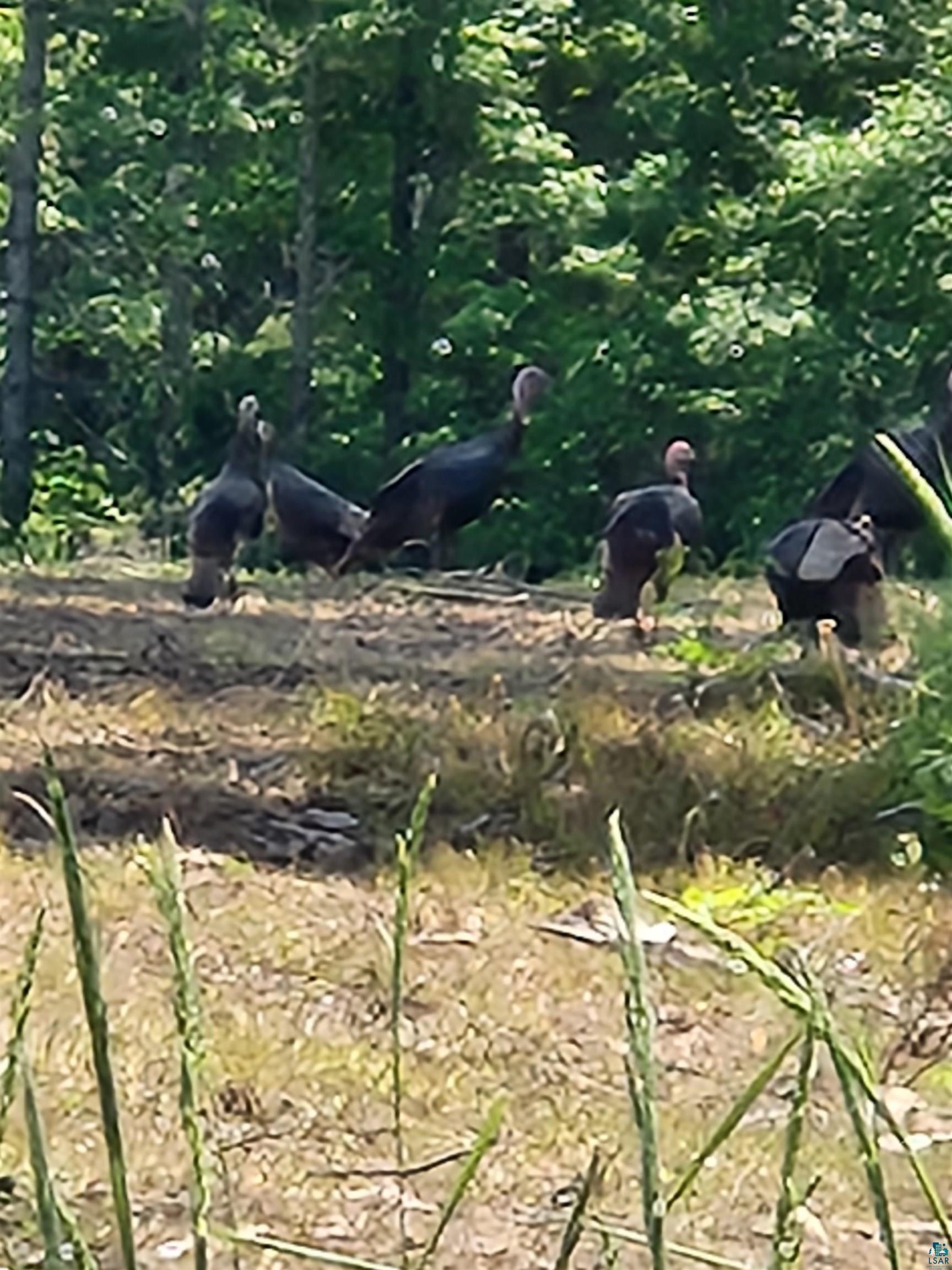 0 North Olson Road Hayward, WI 54843 - Photo 10 of 45