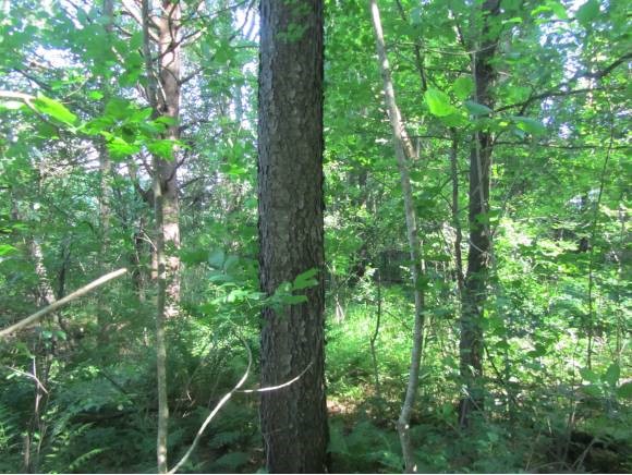 3370 West Proctor Road Rutland Town, VT 05736 - Photo 6 of 24