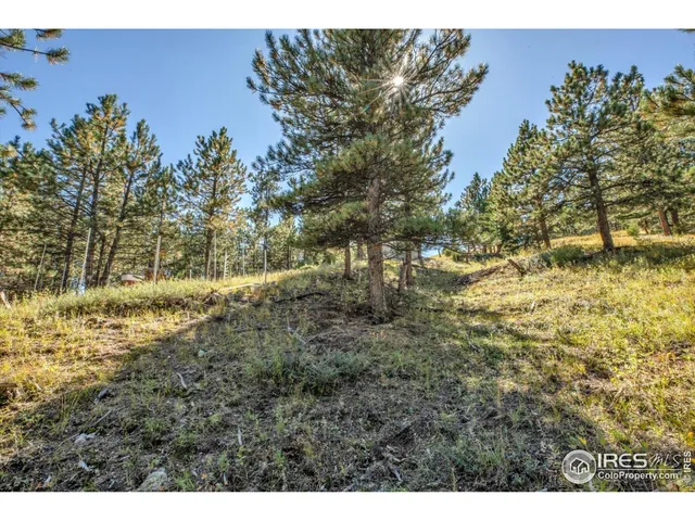 a view of a yard with plants and large trees