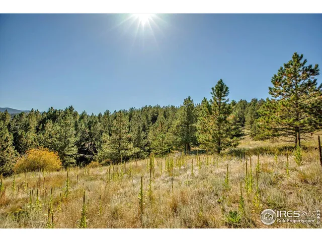 a view of a yard with plants and large trees