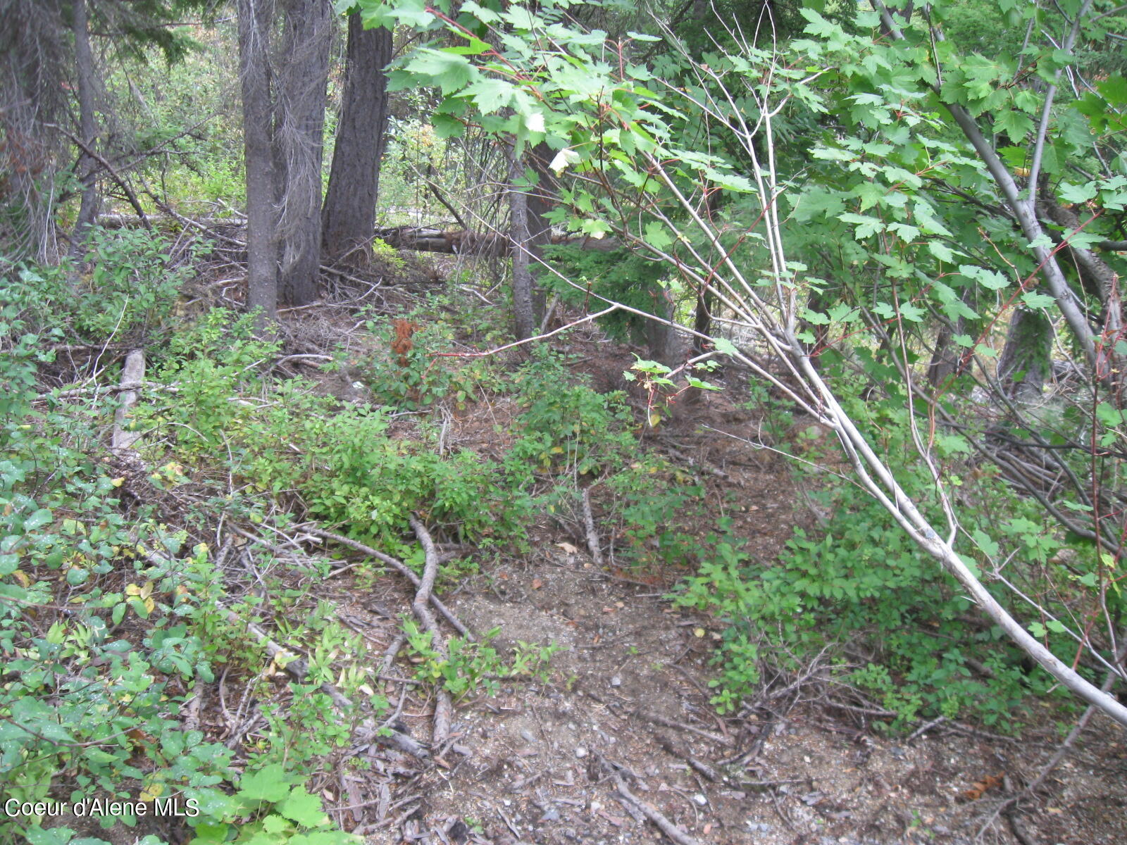 06 Parallel Run Sandpoint, ID 83864 - Photo 3 of 6 IMG_0624