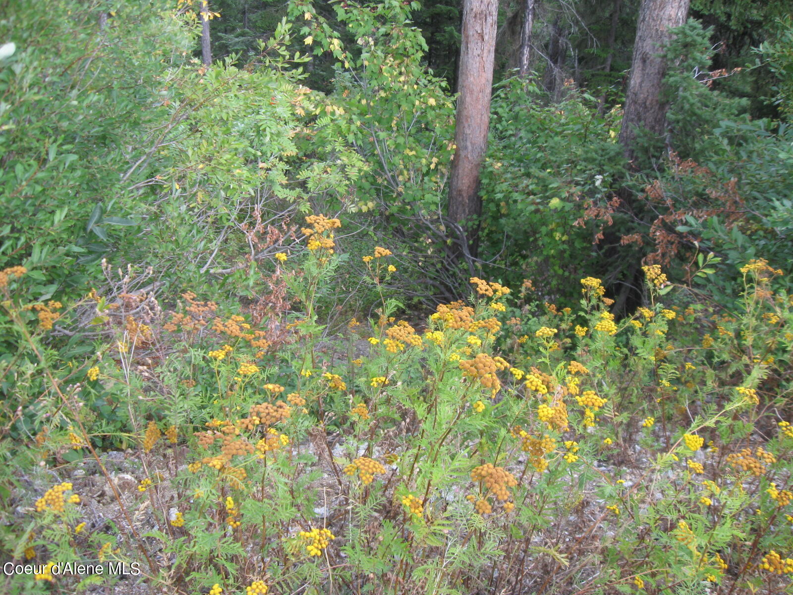 06 Parallel Run Sandpoint, ID 83864 - Photo 5 of 6 IMG_0629