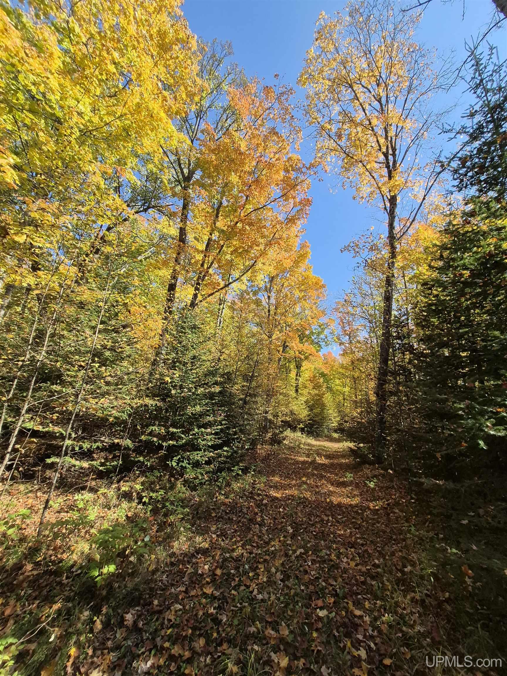 40-acres Mattson Road Felch, MI 49831 - Photo 29 of 45 Gallery Image 29