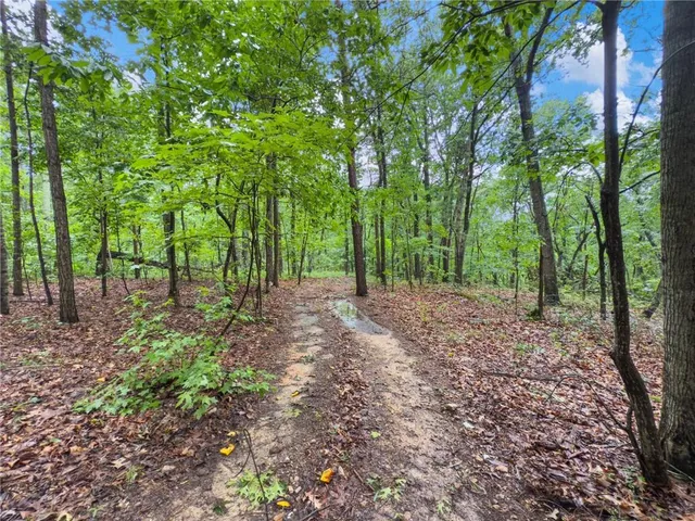 a view of a forest with trees in the background