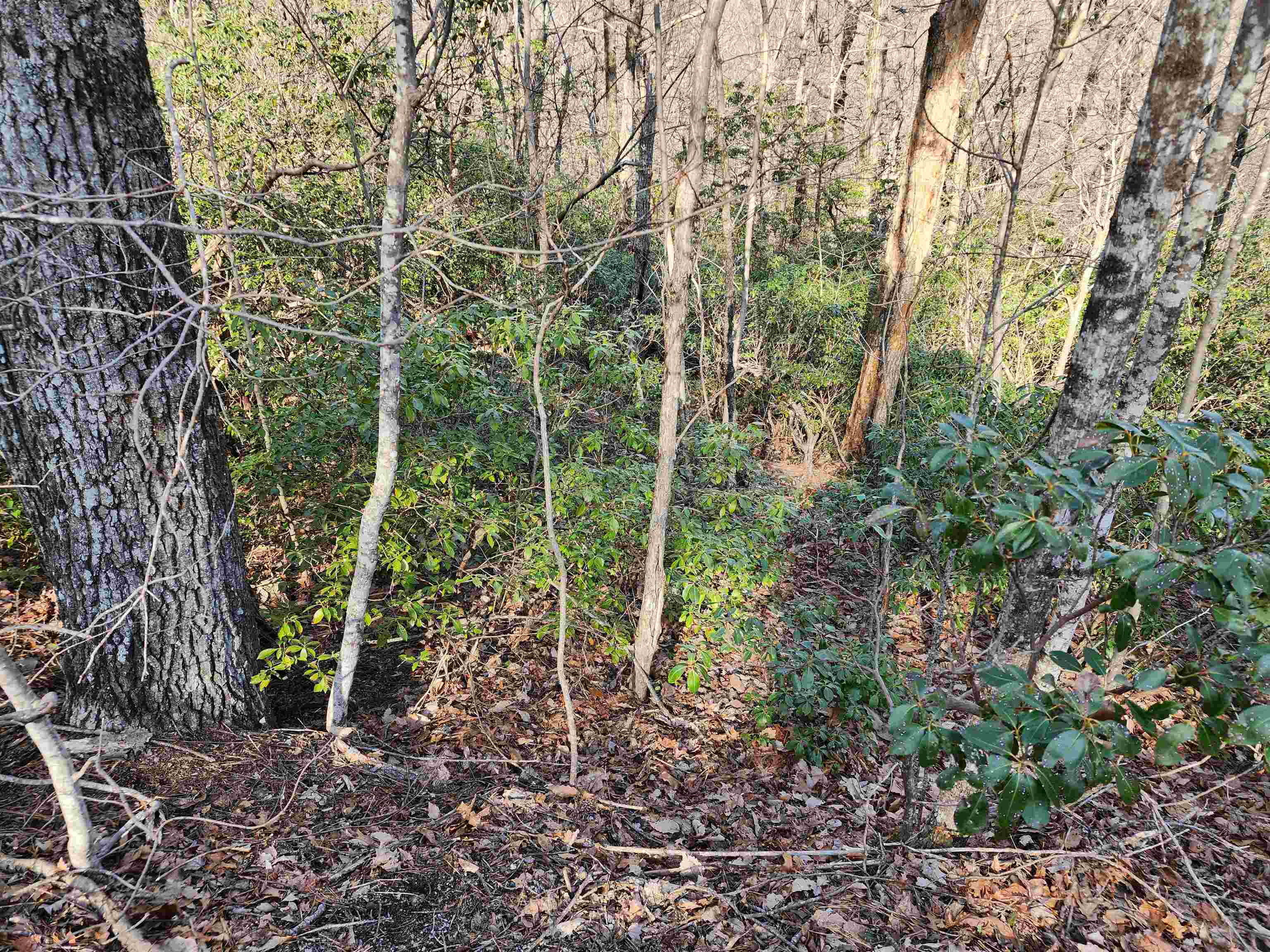 Lot 22 Sunset Ridge Drive Columbus, NC 28722 - Photo 5 of 20