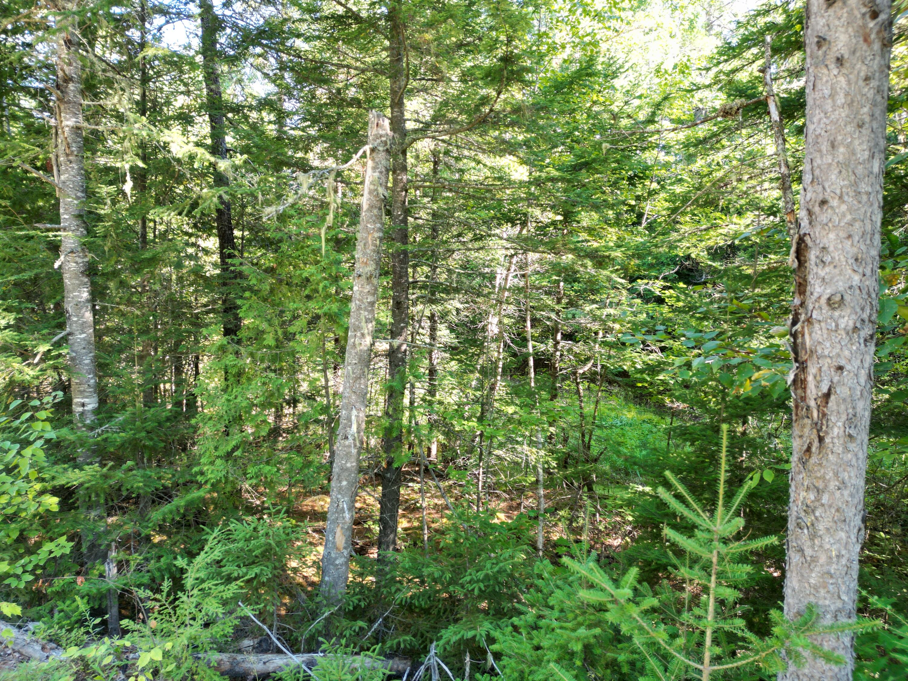 Lot 38.2 Lord Brook Road Burlington, ME 04417 - Photo 3 of 24 DJI_0356