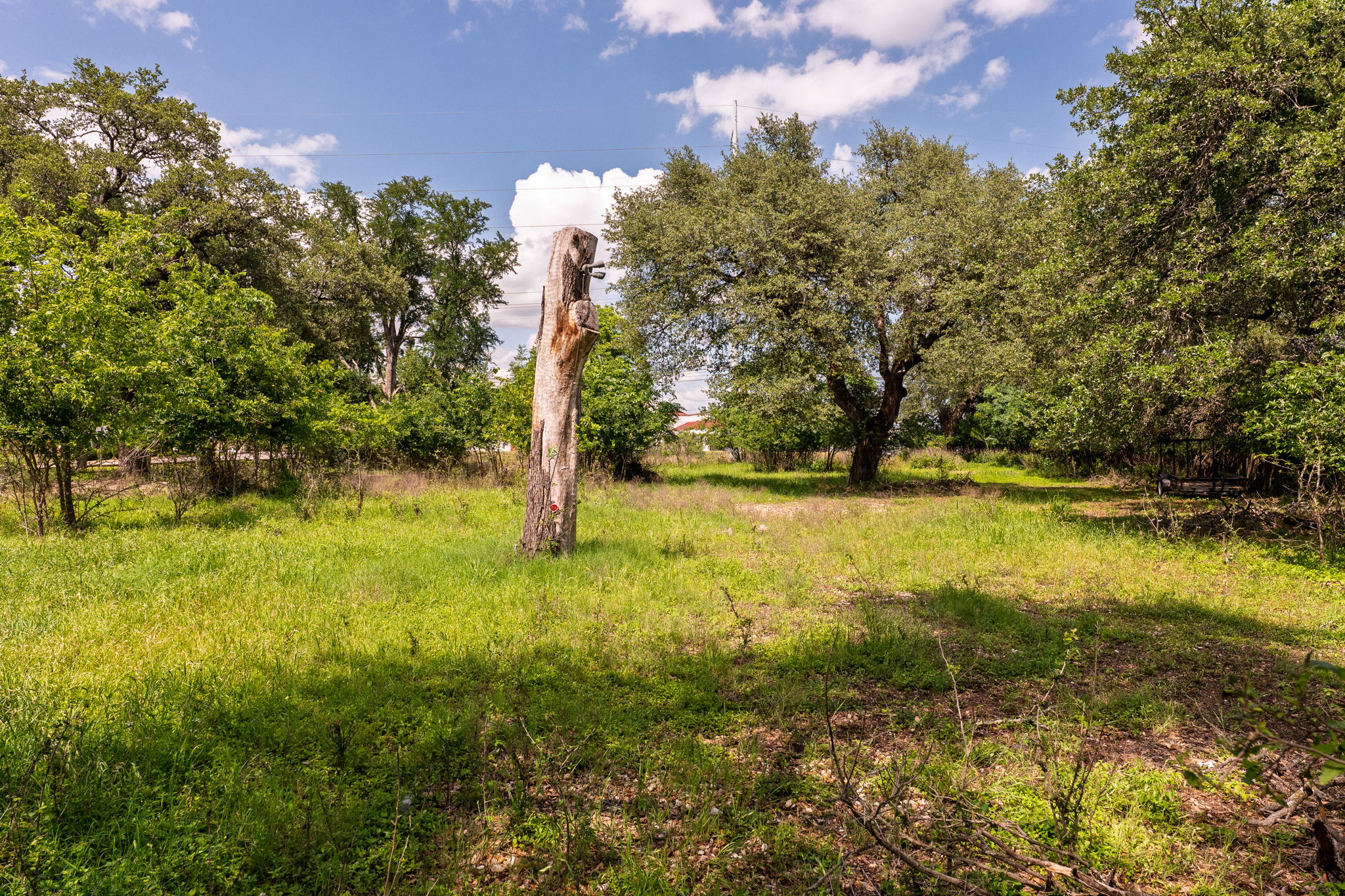 12182 Jollyville Road Austin, TX 78759 - Photo 12 of 25 Expansive natural landscape featuring mature trees, a sun-dappled grassy area, and a prominent tree stump