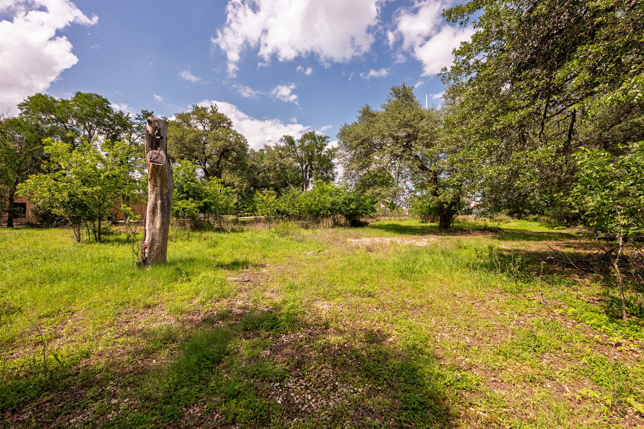 12182 Jollyville Road Austin, TX 78759 - Photo 13 of 25 Expansive grassy area featuring a prominent carved tree trunk
