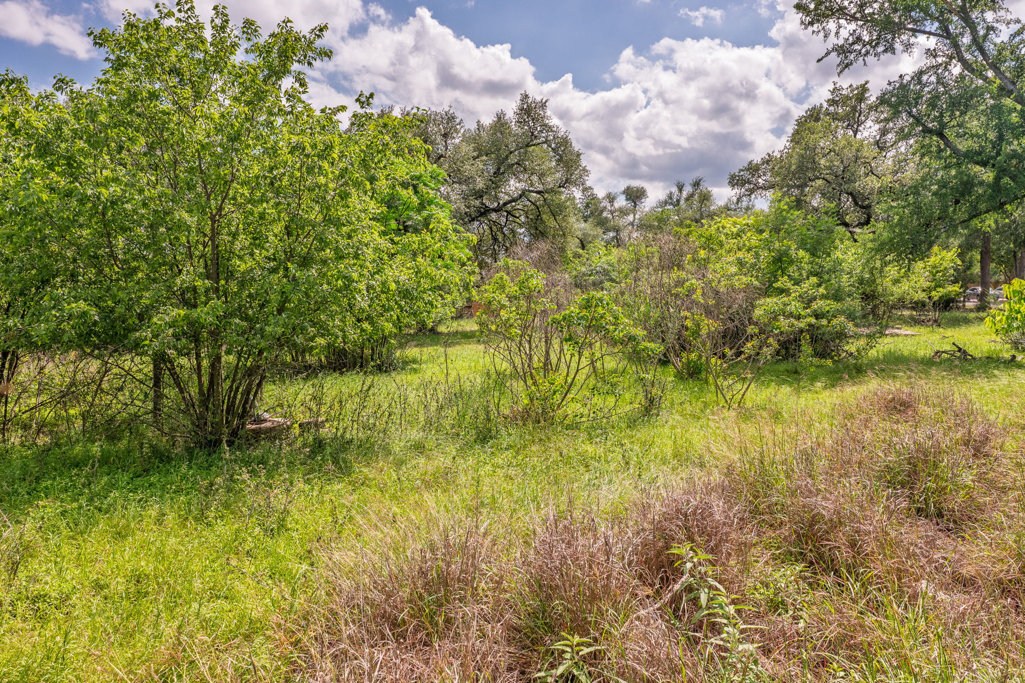 12182 Jollyville Road Austin, TX 78759 - Photo 5 of 25 Expansive outdoor space featuring lush green foliage and mature trees