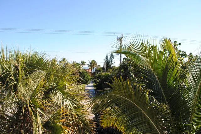 a view of a plant in a garden