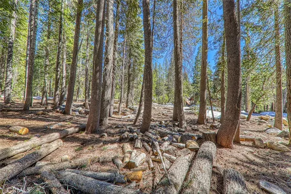 a view of a backyard with trees