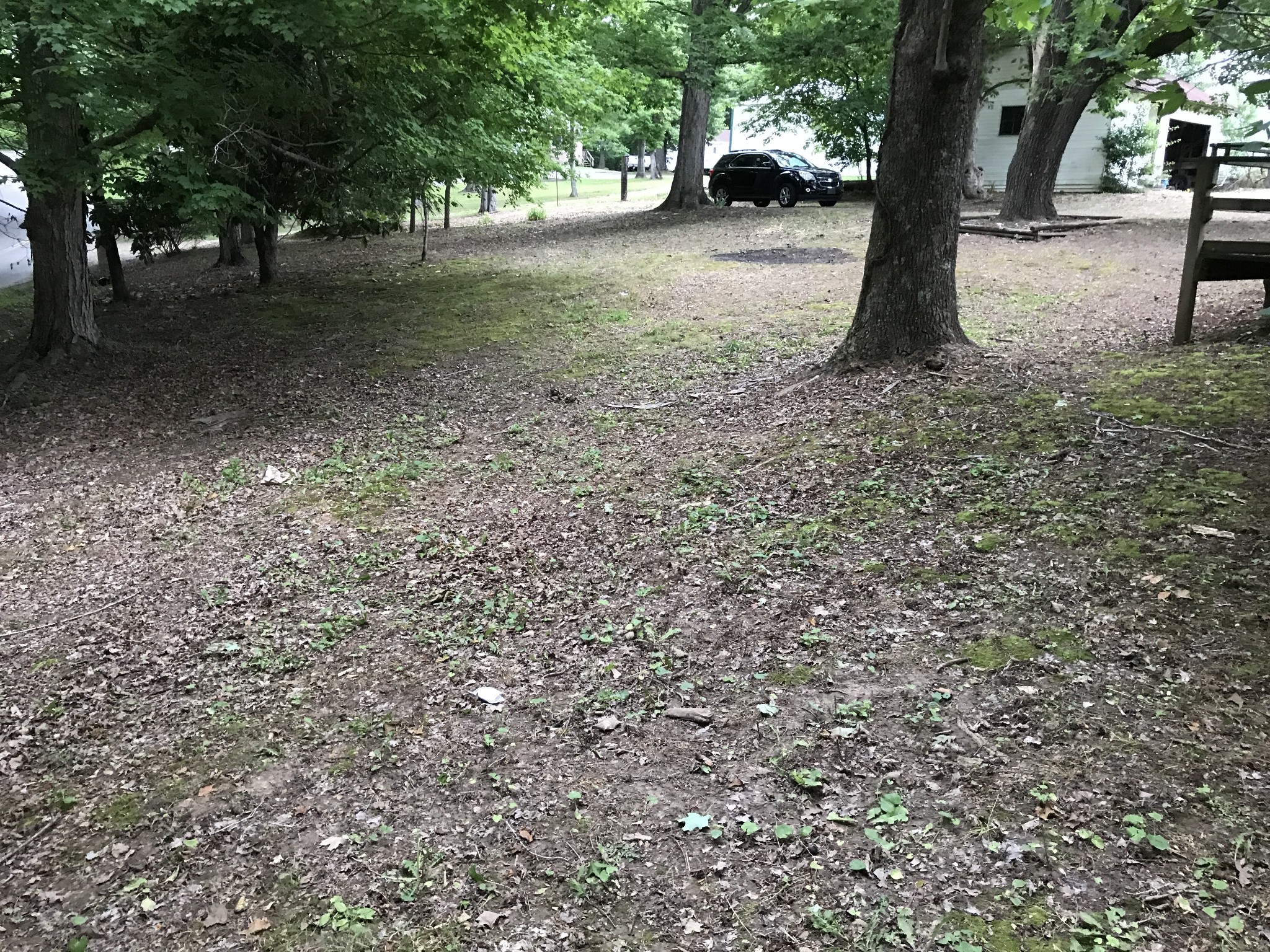 811 Gholson Road Clarksville, TN 37043 - Photo 25 of 25 a view of a tree in the middle of a yard