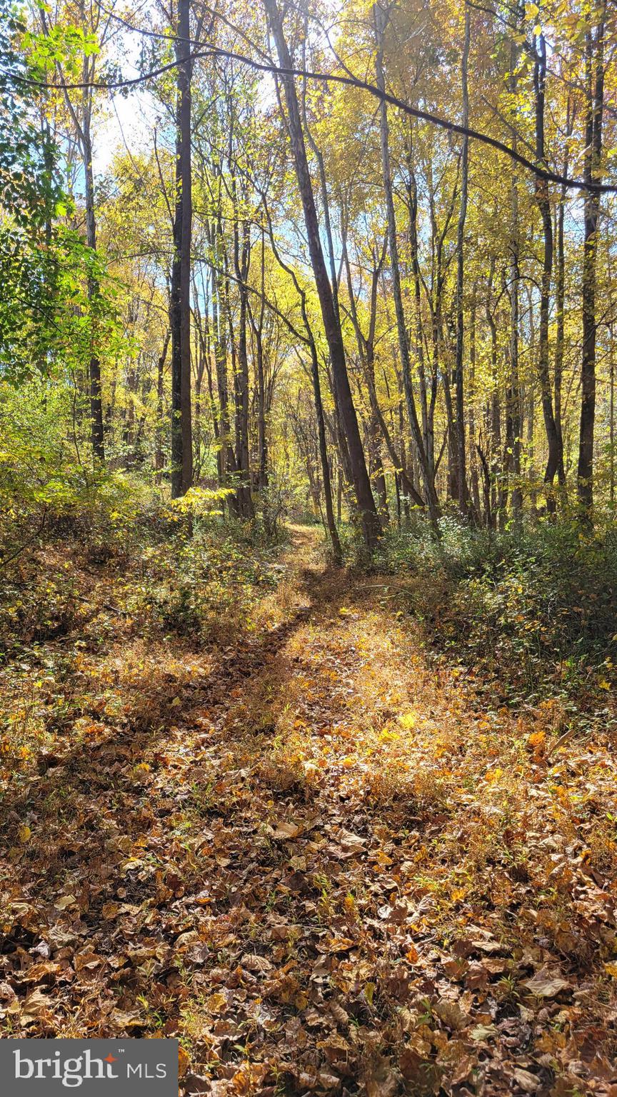 14216 Peddicord Road Mount Airy, MD 21771 - Photo 11 of 11 woods