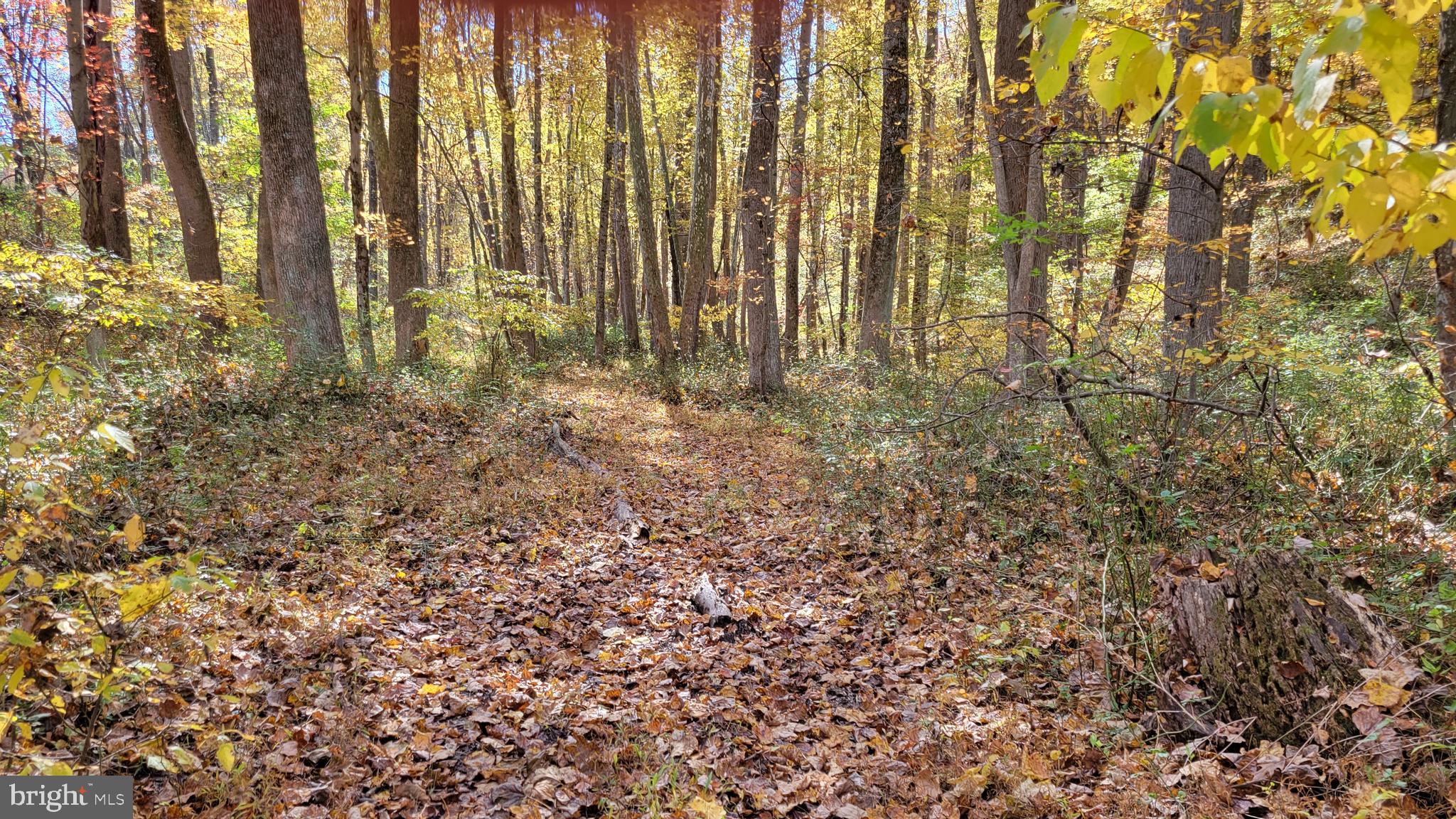 14216 Peddicord Road Mount Airy, MD 21771 - Photo 10 of 11 trail through the woods