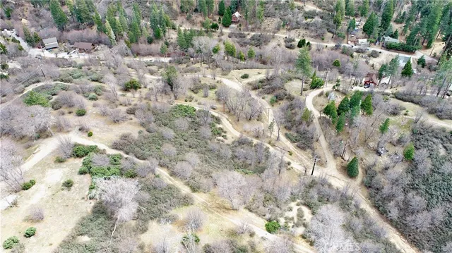 a view of a forest with a tree