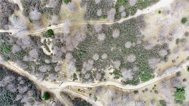 a view of a forest with lots of trees