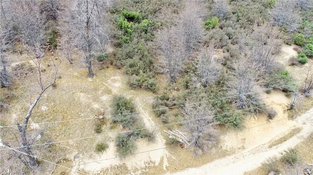 a view of a dry yard with lots of trees