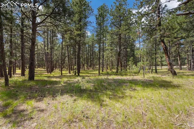 a view of a yard with a tree