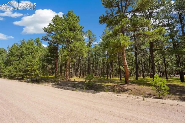 a view of a yard with palm trees