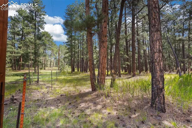 a close up of a tree