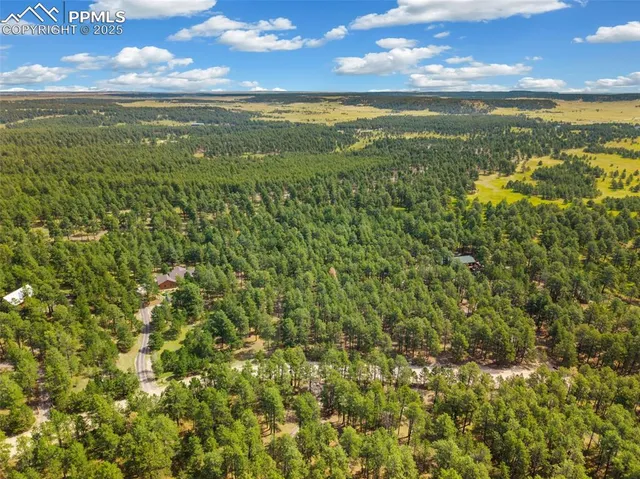 a view of a forest with a tree