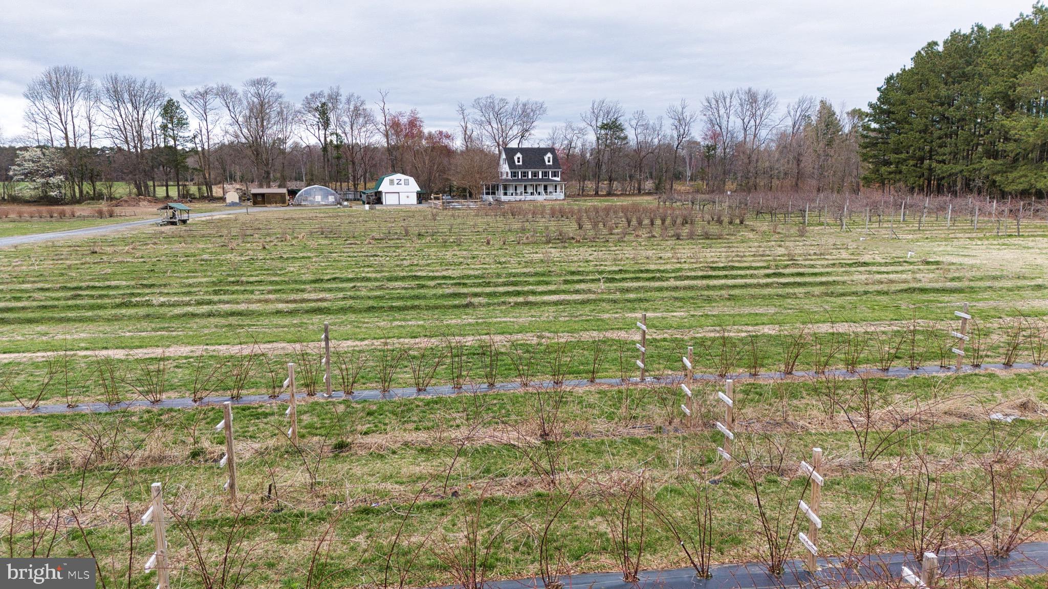 8416 Harmony Road Denton, MD 21629 - Photo 69 of 111 Orchard- peaches, grapes, blueberry, apple & more