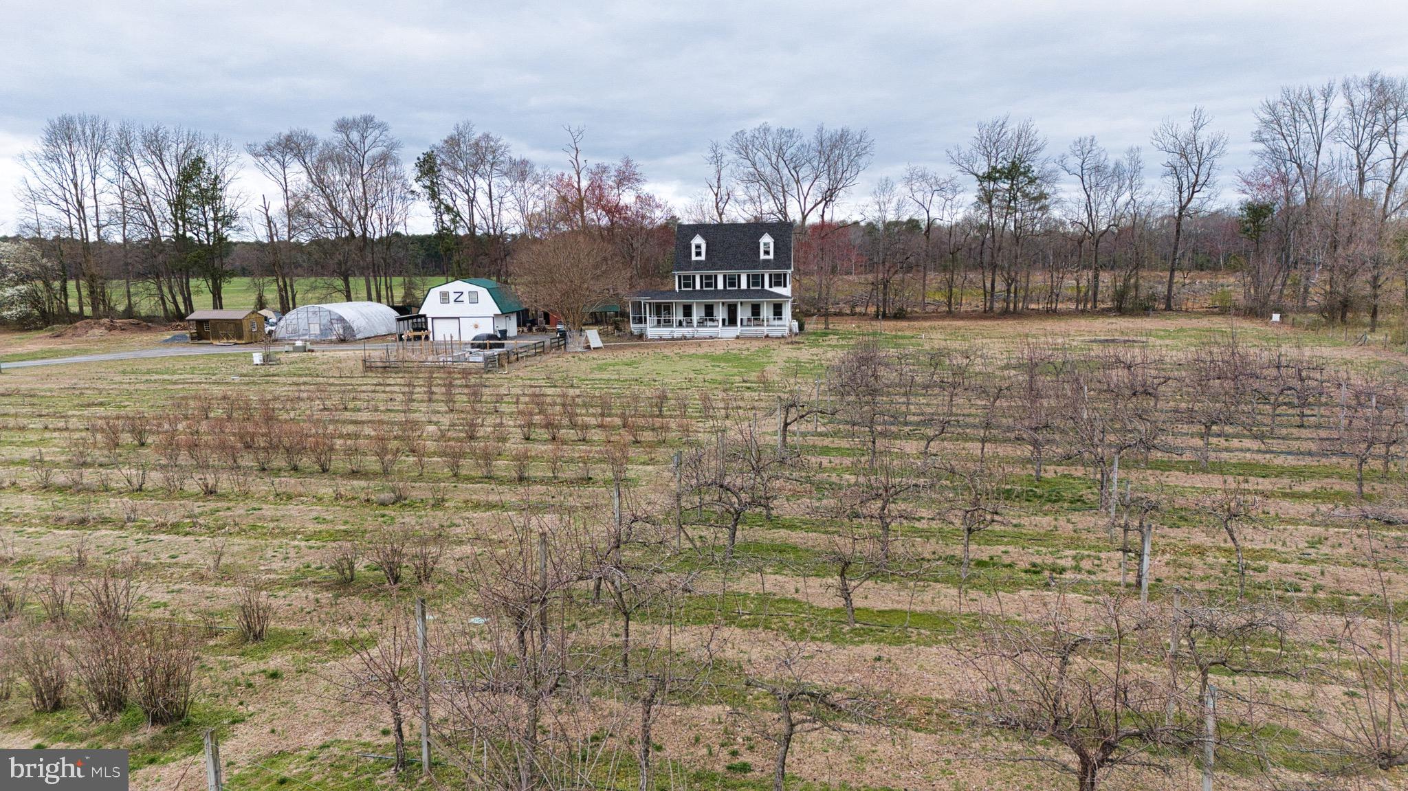 8416 Harmony Road Denton, MD 21629 - Photo 70 of 111 Orchard- peaches, grapes, blueberry, apple & more