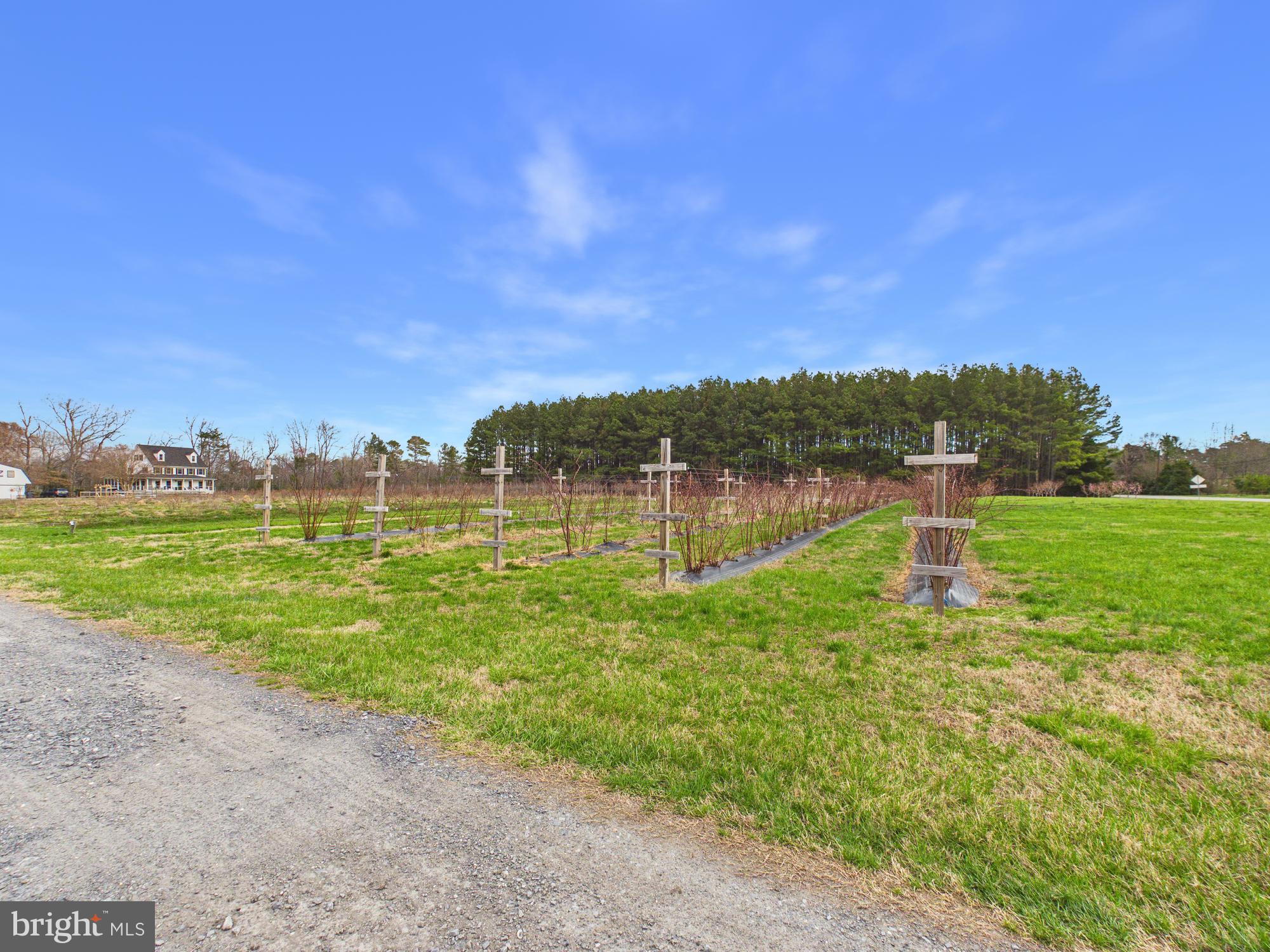 8416 Harmony Road Denton, MD 21629 - Photo 84 of 111 Orchards ready for fruit