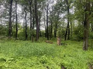 a green field with lots of trees