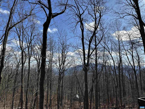 a view of a yard with lots of trees