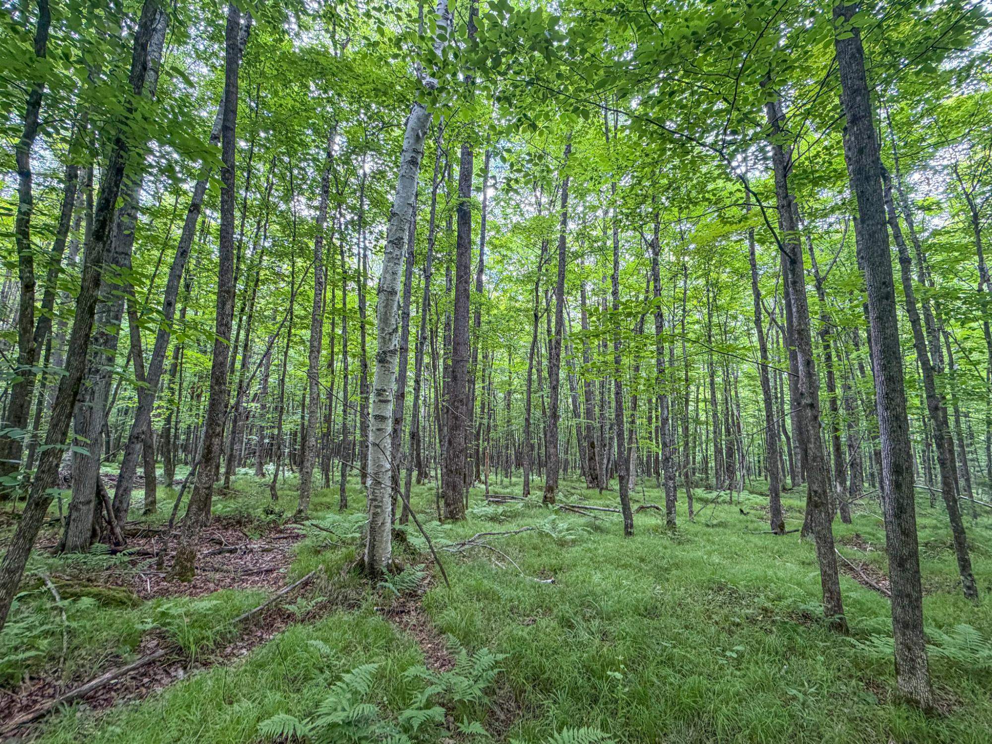30 West Dover Road Phillips, WI 54555 - Photo 8 of 15