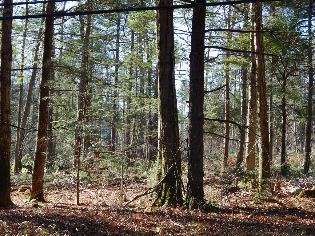 Lot 2 Fomer Road Southampton, MA 01073 - Photo 4 of 5 Gallery Image 4