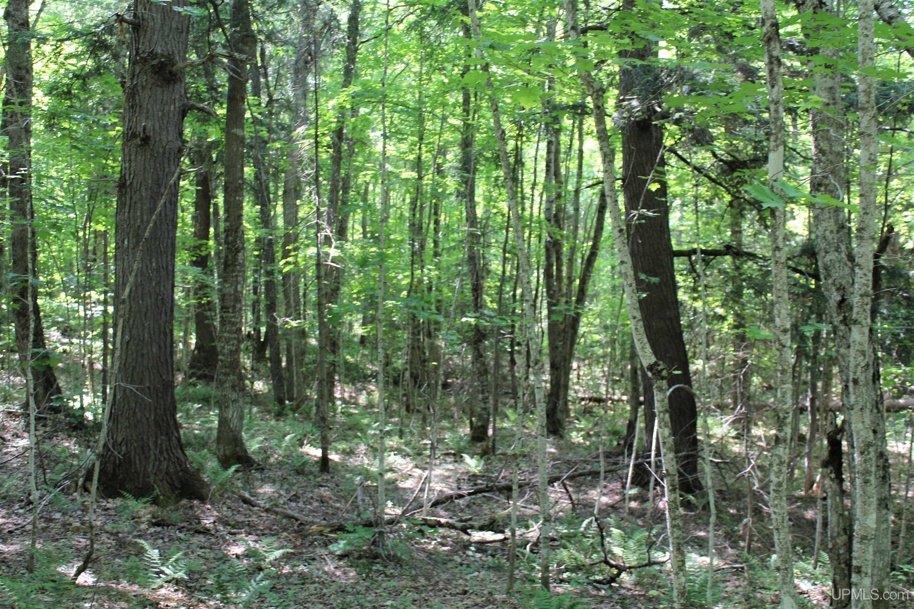 On West Shingleton Road Shingleton, MI 49884 - Photo 18 of 20